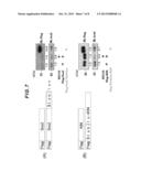 ESTABLISHMENT OF MOTIF COMPRISING ACIDIC AMINO ACID, CAPABLE OF     STABILIZING PROTEIN IN CELLS, AND APPLICABLE TO PROTEIN THERAPY, CONTROL     OF DIFFERENTIATION/UNDIFFERENTIATION OF CELL AND ANTIBODY THERAPY diagram and image