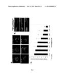 ANTI-ANGIOGENIC COMPOUND diagram and image