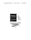 CHEMICAL INHIBITORS OF CHOLESTEROL BIOSYNTHESIS AND VENOUS ANGIOGENESIS diagram and image