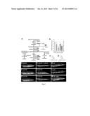 CHEMICAL INHIBITORS OF CHOLESTEROL BIOSYNTHESIS AND VENOUS ANGIOGENESIS diagram and image