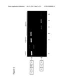 Oligomers diagram and image