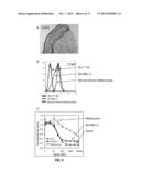 ANTI-PMEL17 ANTIBODIES AND IMMUNOCONJUGATES diagram and image