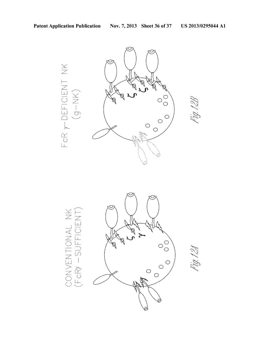 NATURAL KILLER CELLS WITH ENHANCED IMMUNE RESPONSE - diagram, schematic, and image 37