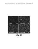 METHODS AND COMPOSITIONS FOR CNS DELIVERY OF B-GALACTOCEREBROSIDASE diagram and image