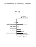 PROSTATE-ASSOCIATED ANTIGENS AND VACCINE-BASED IMMUNOTHERAPY REGIMENS diagram and image