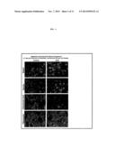 ELASTIN DIGEST COMPOSITIONS AND METHODS UTILIZING SAME diagram and image