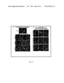 ELASTIN DIGEST COMPOSITIONS AND METHODS UTILIZING SAME diagram and image