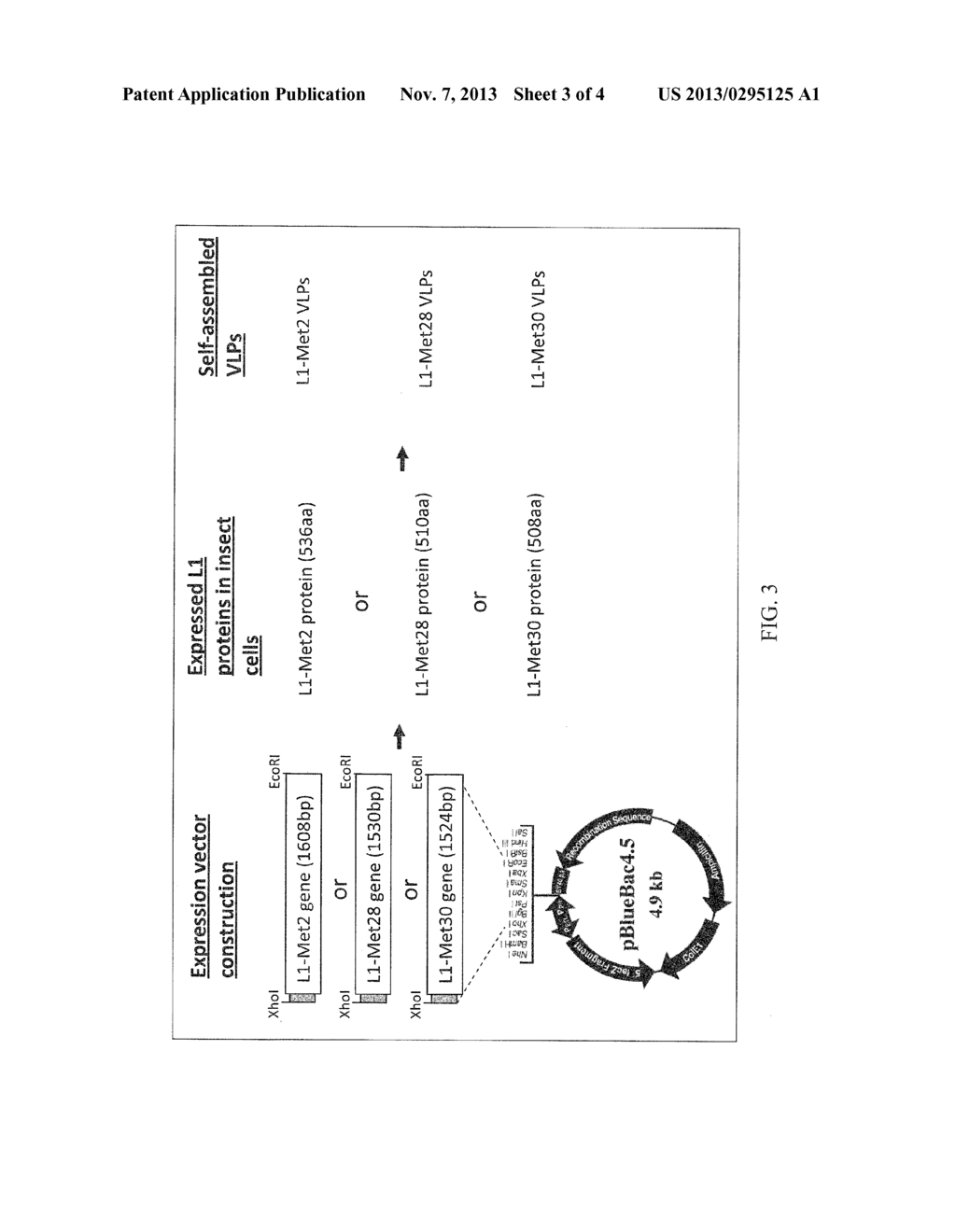 COMPOSITIONS AND METHODS RELATING TO MOUSE PAPILLOMA VIRUS - diagram, schematic, and image 04