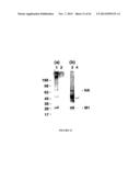 FUNCTIONAL INFLUENZA VIRUS LIKE PARTICLES (VLPs) diagram and image