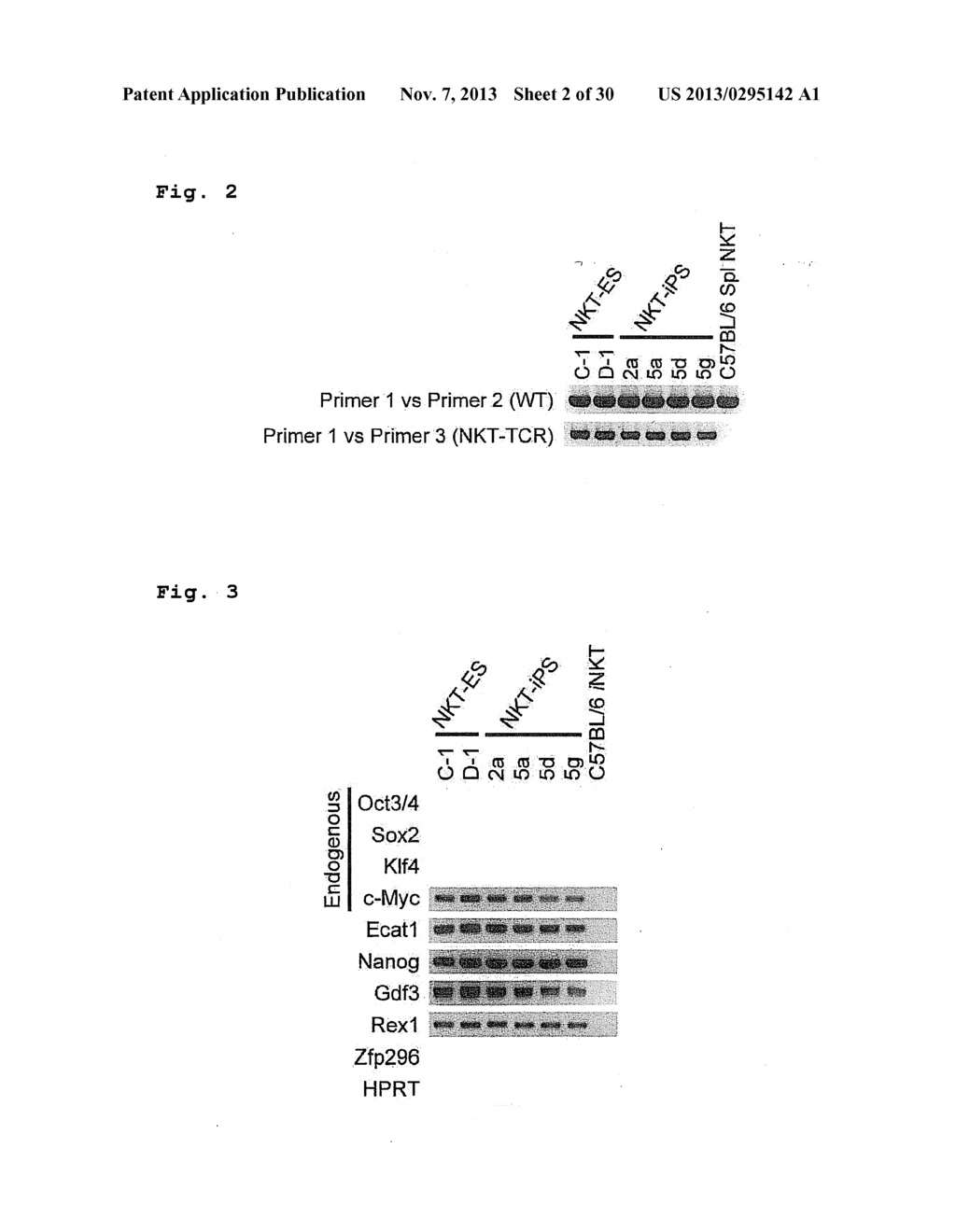 IMMUNOTHERAPY USING ALLO-NKT CELLS, CELLS FOR IMMUNOTHERAPY IN WHICH ALPHA     CHAIN OF T-CELL RECEPTOR (TCR) GENE HAS BEEN REARRANGED TO UNIFORM     V-ALPHA-J-ALPHA, AND BANKING OF NKT CELLS DERIVED FROM SAID CELLS - diagram, schematic, and image 03