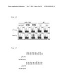 IMMUNOTHERAPY USING ALLO-NKT CELLS, CELLS FOR IMMUNOTHERAPY IN WHICH ALPHA     CHAIN OF T-CELL RECEPTOR (TCR) GENE HAS BEEN REARRANGED TO UNIFORM     V-ALPHA-J-ALPHA, AND BANKING OF NKT CELLS DERIVED FROM SAID CELLS diagram and image