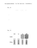 IMMUNOTHERAPY USING ALLO-NKT CELLS, CELLS FOR IMMUNOTHERAPY IN WHICH ALPHA     CHAIN OF T-CELL RECEPTOR (TCR) GENE HAS BEEN REARRANGED TO UNIFORM     V-ALPHA-J-ALPHA, AND BANKING OF NKT CELLS DERIVED FROM SAID CELLS diagram and image