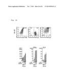 IMMUNOTHERAPY USING ALLO-NKT CELLS, CELLS FOR IMMUNOTHERAPY IN WHICH ALPHA     CHAIN OF T-CELL RECEPTOR (TCR) GENE HAS BEEN REARRANGED TO UNIFORM     V-ALPHA-J-ALPHA, AND BANKING OF NKT CELLS DERIVED FROM SAID CELLS diagram and image