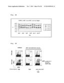 IMMUNOTHERAPY USING ALLO-NKT CELLS, CELLS FOR IMMUNOTHERAPY IN WHICH ALPHA     CHAIN OF T-CELL RECEPTOR (TCR) GENE HAS BEEN REARRANGED TO UNIFORM     V-ALPHA-J-ALPHA, AND BANKING OF NKT CELLS DERIVED FROM SAID CELLS diagram and image