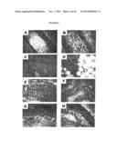 Compositions and Methods for Wound Healing diagram and image