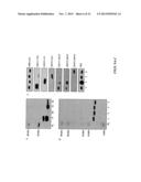 FLAVIVIRUS DOMAIN III VACCINE diagram and image