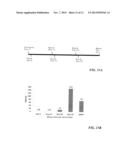 FLAVIVIRUS DOMAIN III VACCINE diagram and image