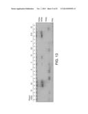 POLYMERASE diagram and image