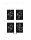 POLYMERASE diagram and image