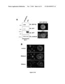 MARKER OF BREAST TUMORS FROM THE LUMINAL-B SUBTYPE diagram and image