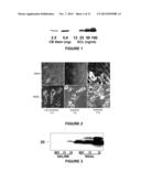 NGAL FOR DIAGNOSIS OF RENAL CONDITIONS diagram and image