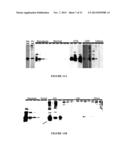 NGAL FOR DIAGNOSIS OF RENAL CONDITIONS diagram and image