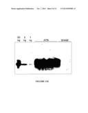 NGAL FOR DIAGNOSIS OF RENAL CONDITIONS diagram and image