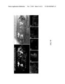 Systems and Methods for Testing Drugs and Drug Delivery Systems diagram and image