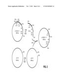 PRODUCT AND PROCESS FOR TRANSFORMATION OF THRAUSTOCHYTRIALES     MICROORGANISMS diagram and image