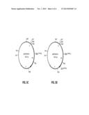 PRODUCT AND PROCESS FOR TRANSFORMATION OF THRAUSTOCHYTRIALES     MICROORGANISMS diagram and image