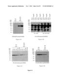 PLANT EXPRESSION SYSTEM diagram and image