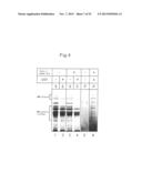 PROTEIN COMPLEX HAVING ACTIVITY CATALYZING ASYMMETRIC OXIDATION REACTION     AND PROCESS FOR PRODUCING THE SAME diagram and image