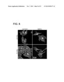 CHEMICALLY-DEFINED ARRAYS FOR SCREENING CELL-SUBSTRATE INTERACTIONS diagram and image