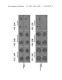 CHEMICALLY-DEFINED ARRAYS FOR SCREENING CELL-SUBSTRATE INTERACTIONS diagram and image