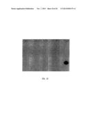 NUCLEIC ACID PROBE-BASED DIAGNOSTIC ASSAYS FOR PROKARYOTIC AND EUKARYOTIC     ORGANISMS diagram and image