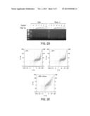 SMALL MOLECULE RNASE INHIBITORS AND METHODS OF USE diagram and image