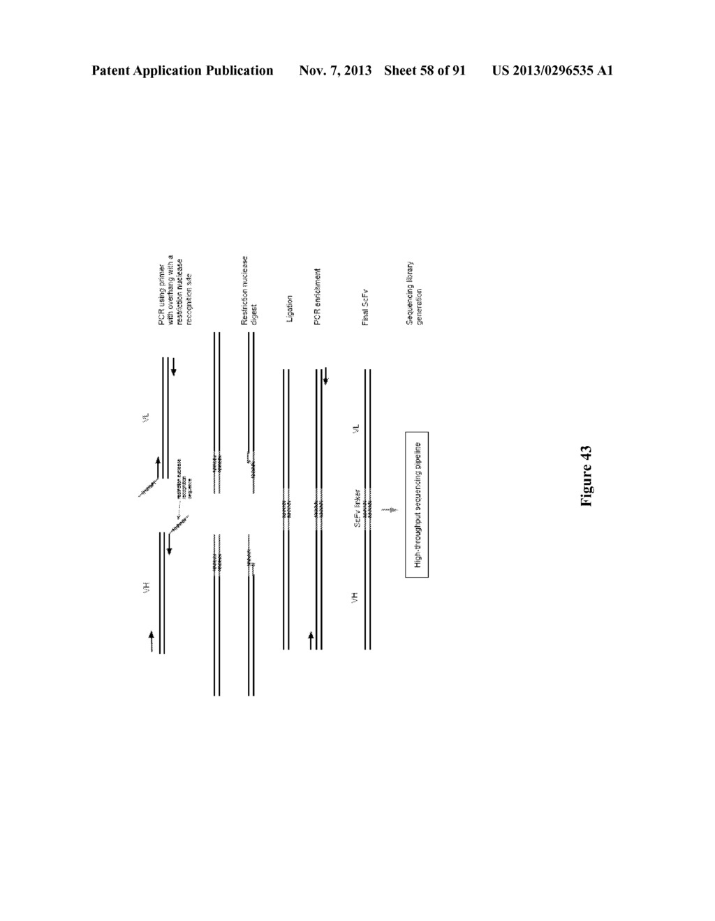 High-Throughput Immune Sequencing - diagram, schematic, and image 59