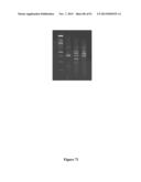 High-Throughput Immune Sequencing diagram and image