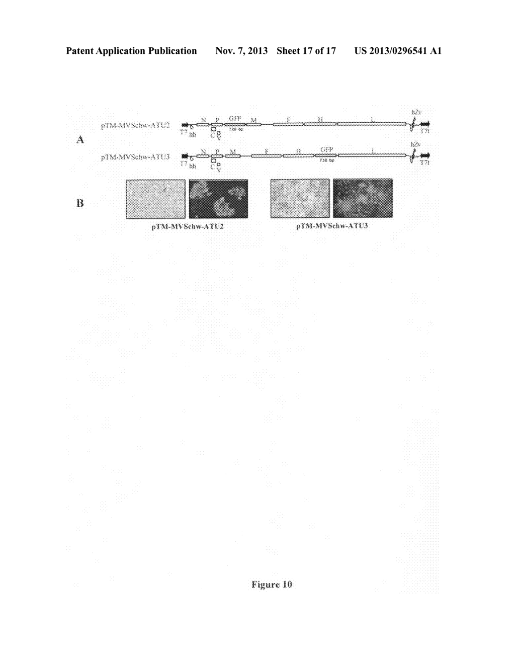 Infectious cDNA of an approved vaccine strain of measles virus, use for     immunogenic compositions - diagram, schematic, and image 18