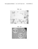 TREATMENT AGENT FOR SALT-CONTAINING ORGANIC WASTE LIQUID, SALT     CONCENTRATION-REDUCING AGENT, TREATMENT METHOD FOR SALT-CONTAINING     ORGANIC WASTE LIQUID, AND ENTRAPMENT IMMOBILIZATION CARRIER diagram and image