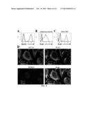 TUMOR TARGETED TNF-RELATED APOPTOSIS INDUCING LIGAND FUSION POLYPEPTIDE,     METHODS AND USES THEREFOR diagram and image