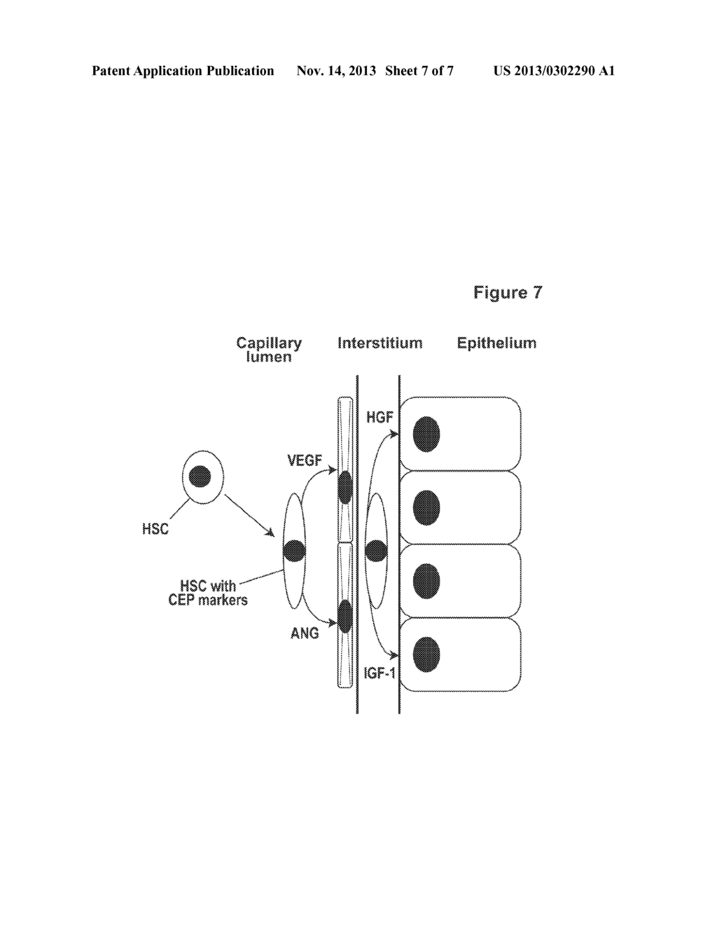 METHODS FOR TREATING A KIDNEY INJURY - diagram, schematic, and image 08