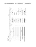 HEXON TAT-PTD MODIFIED ADENOVIRUS AND USES THEREOF diagram and image