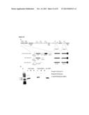 HEXON TAT-PTD MODIFIED ADENOVIRUS AND USES THEREOF diagram and image