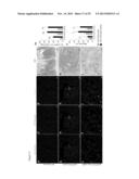 HEXON TAT-PTD MODIFIED ADENOVIRUS AND USES THEREOF diagram and image