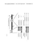 HEXON TAT-PTD MODIFIED ADENOVIRUS AND USES THEREOF diagram and image