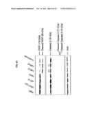 ANTI-C EPSILON MX ANTIBODIES CAPABLE OF BINDING TO HUMAN MIGE ON B     LYMPHOCYTES diagram and image