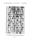 COMPOSITIONS FOR DIAGNOSIS AND THERAPY OF DISEASES ASSOCIATED WITH     ABERRANT EXPRESSION OF KREMEN AND OR WNT diagram and image