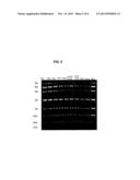 MODIFIED SURFACES AS SOLID SUPPORTS FOR NUCLEIC ACID PURIFICATION diagram and image