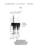 MODIFIED SURFACES AS SOLID SUPPORTS FOR NUCLEIC ACID PURIFICATION diagram and image